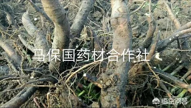 种药材真的能赚钱吗