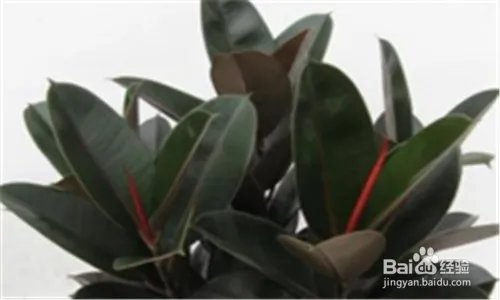 黑金刚的养殖方法