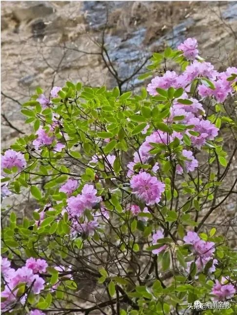 杜鹃是大叶还是小叶