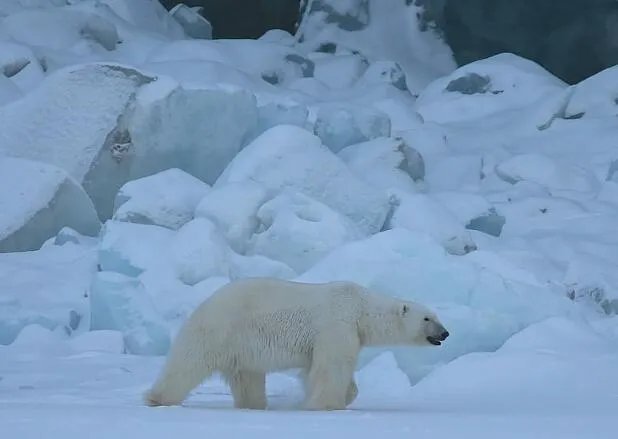 北极熊为什么不吃企鹅 北极熊不吃企鹅的原因是什么