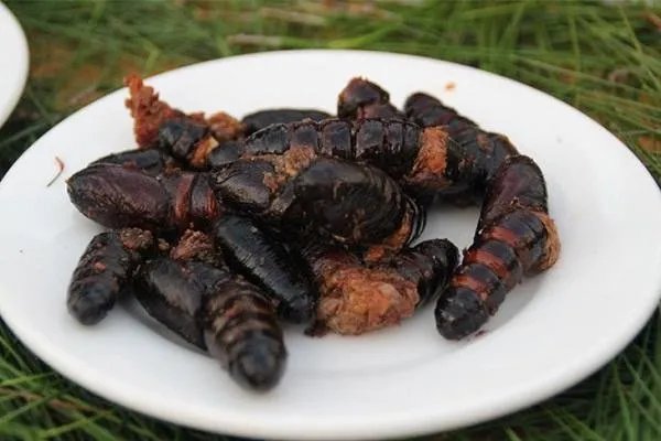 一家三口吃炸死知了中毒，是什么原因导致中毒的？