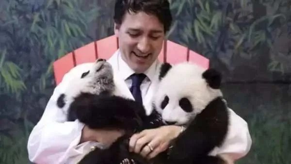 大熊猫雷雷去世，大熊猫为何会成为我国的国宝呢