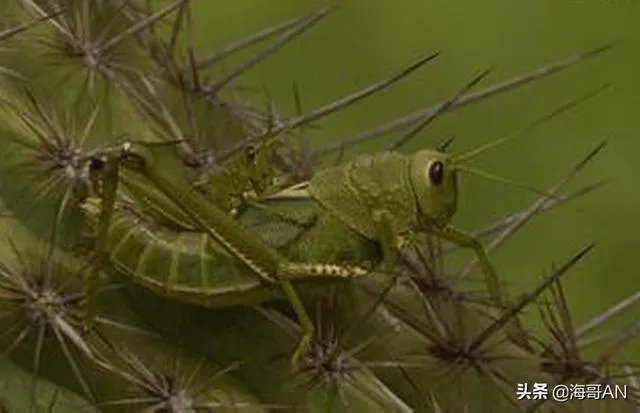 什么动物吃仙人掌不扎嘴？