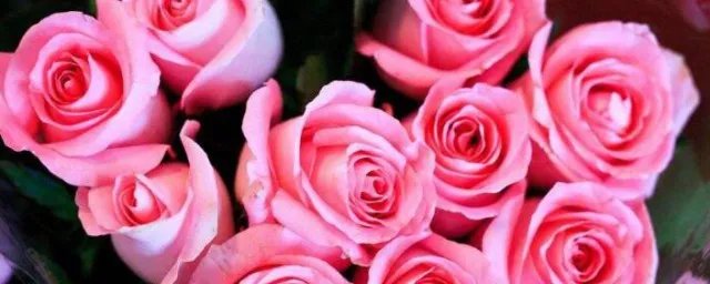 20朵玫瑰代表什么意思