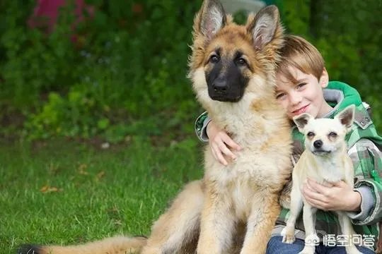 德牧为什么越来越少人养?