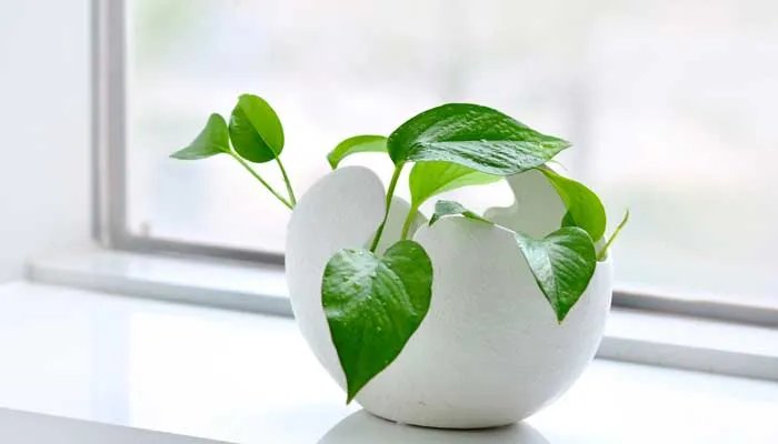 水培滴水观音的养殖方法有哪些 滴水观音水培的养殖方法