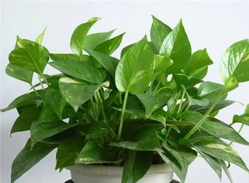 装修污染处理方法有哪些  五种治理方法助您快速入住新居