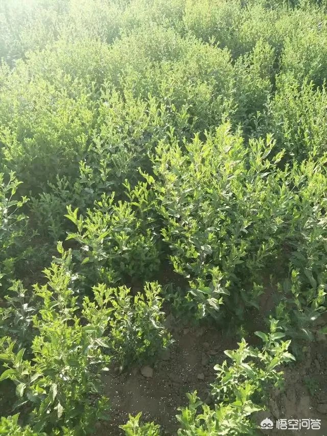 种药材真的能赚钱吗