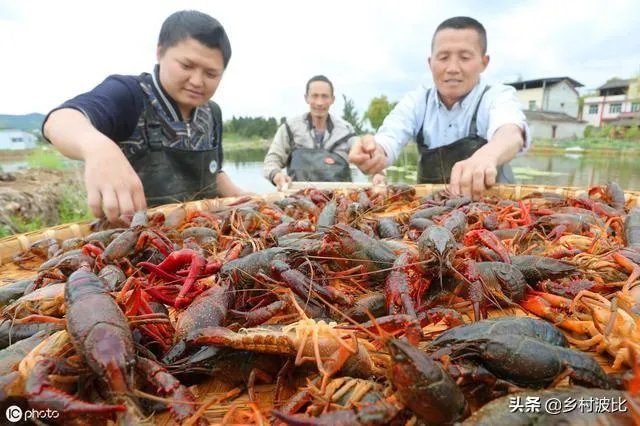 养殖户们连叫亏本,消费者们又大呼吃不起,小龙虾困境如何破解?