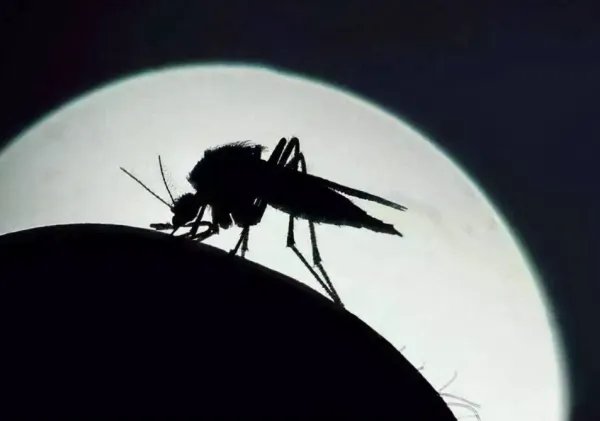 “全面消灭蚊子”的提议是否可行？以如今技术，能否将蚊子灭绝？