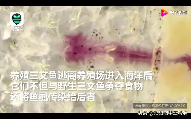 各地纷纷下架三文鱼，现在三文鱼还能吃吗？