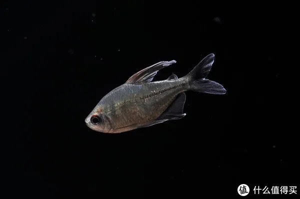 摄影新人经验分享---如何拍摄好那些漂亮的观赏鱼