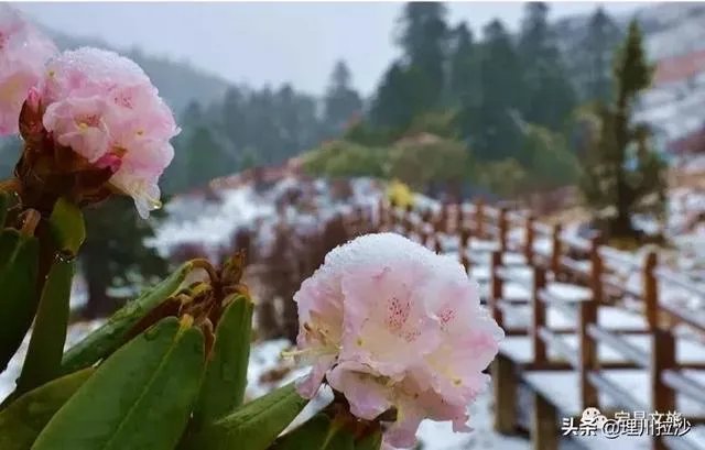 杜鹃是大叶还是小叶