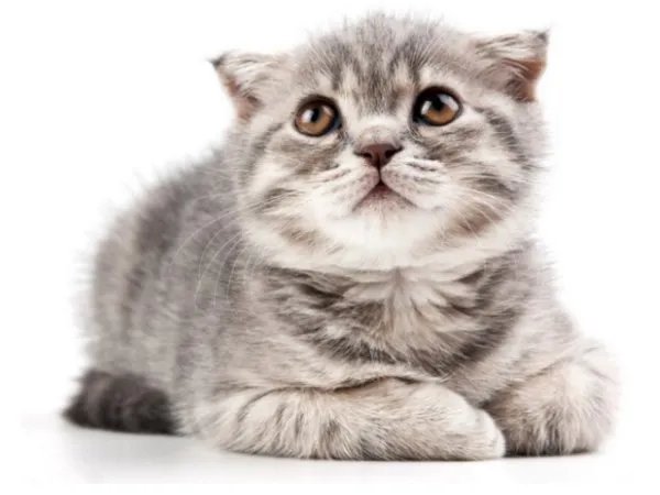 小猫跳起来抱人的腿是什么意思