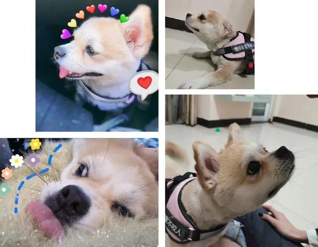 把宠物狗当作土狗养会怎么样?