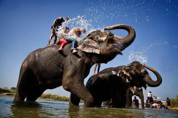 大象的鼻子非常灵活，它的鼻子具体是由多少块肌肉组成的呢？