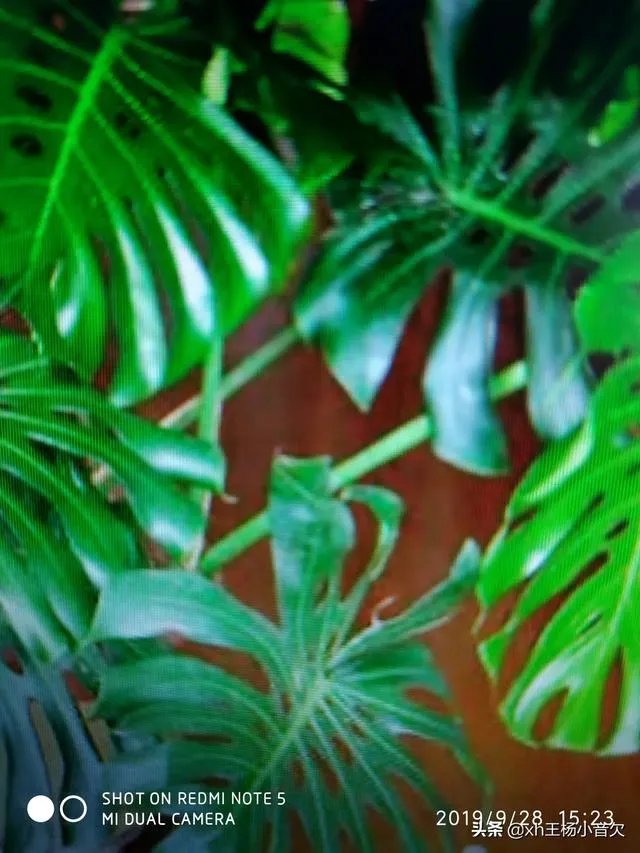 在水里养的花有哪些几种适合在水里养的花？