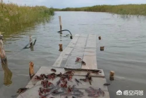 怎么养殖龙虾种苗?