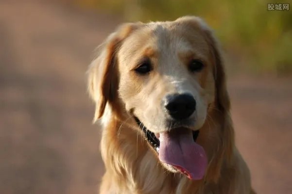 国内国际宠物托运殷齐个人资料和照片受关注 后续来了