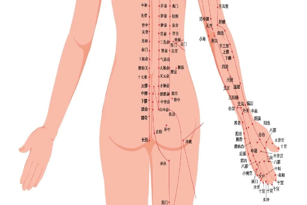 人体经络示意图