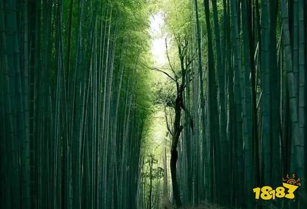 世界上长得最快的植物是什么 蚂蚁庄园2020年5月26日今日答案