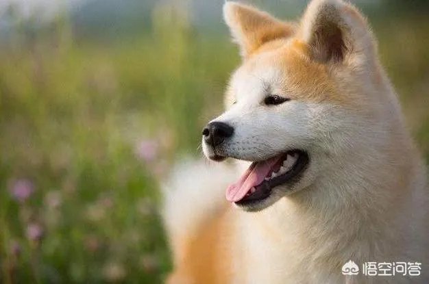 秋田犬价格为什么那么昂贵？