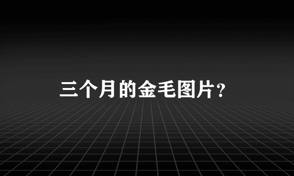 三个月的金毛图片？