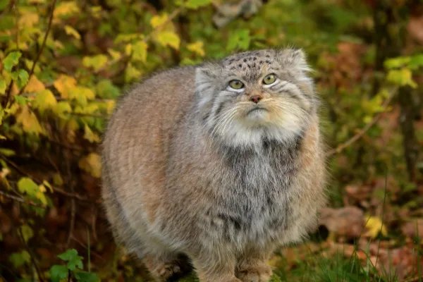 什么动物和猫长得像