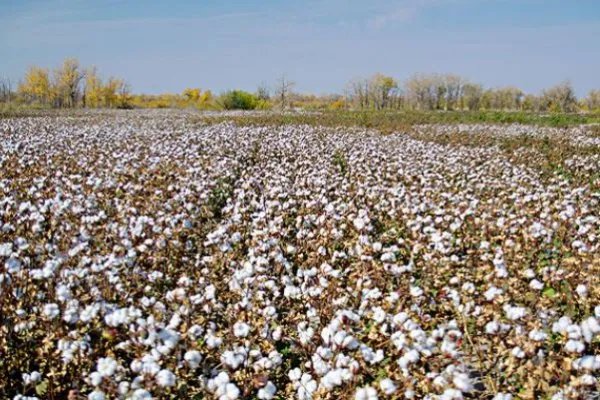 安踏将退出BCI组织