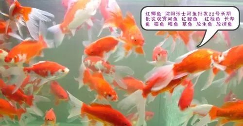 观赏鱼养殖技术大全
