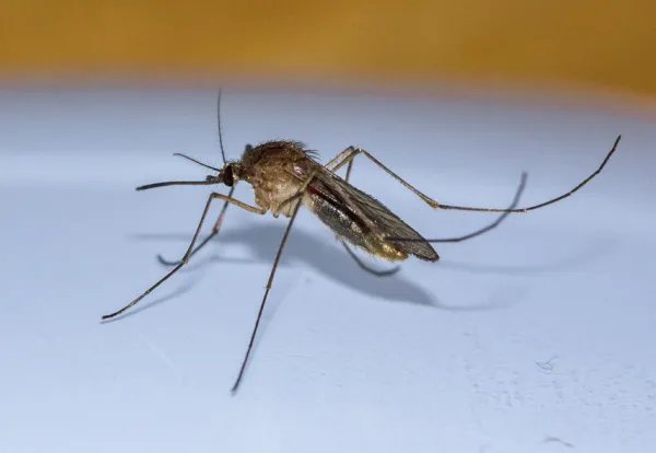 “全面消灭蚊子”的提议是否可行？以如今技术，能否将蚊子灭绝？