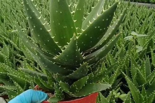 新房里放什么东西能吸甲醛