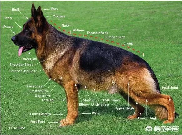 德牧为什么越来越少人养?