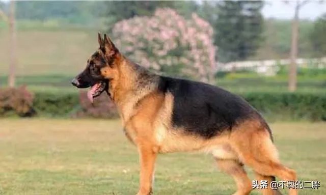 德牧为什么越来越少人养?