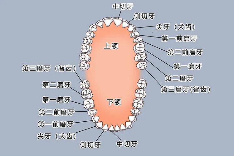 牙齿名称位置图