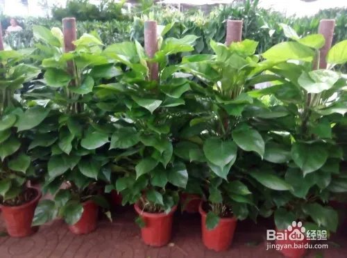 农业种植什么项目前景好挣钱多