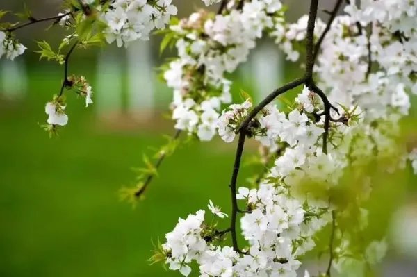 清明假期全国大部天气晴好，气温明显回暖，你是如何度过清明小长假的？