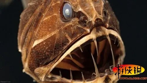 黑角安康鱼长相骇人！盘点绝对惊爆眼球的海洋丑鱼