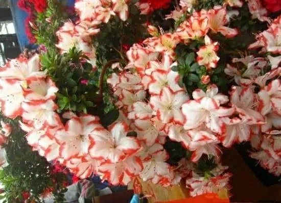 杜鹃是大叶还是小叶