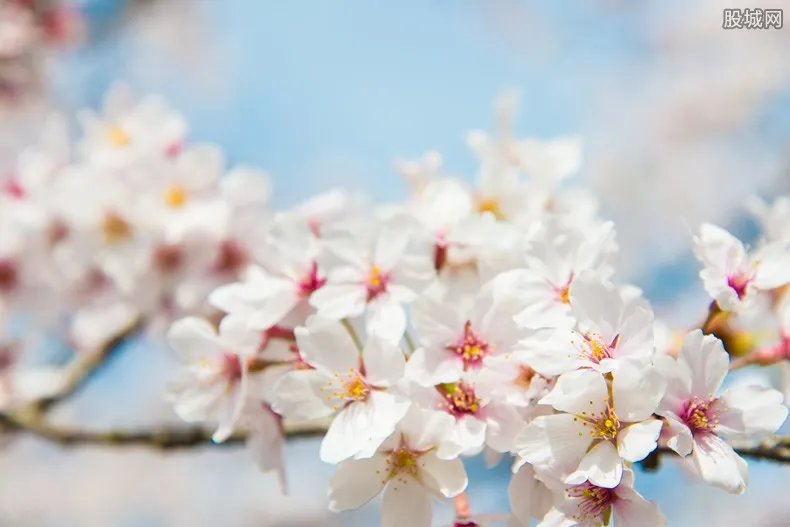 昆凌晒旅游回眸照 去日本旅游必去的四大旅游景点