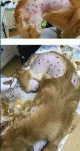 机场回应打狗事件是怎么回事？