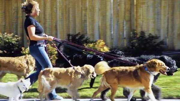 为什么很多人喜欢养宠物?