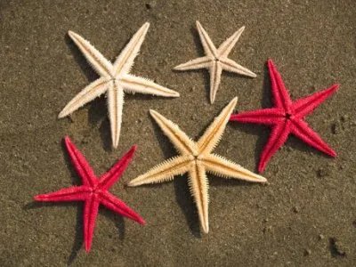 渔民为挽回损失大量捕捞海星，为何海星泛滥会给渔民造成如此大的损失？