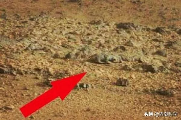 昆虫学家声称在火星上有重大发现，其理由是否充分？