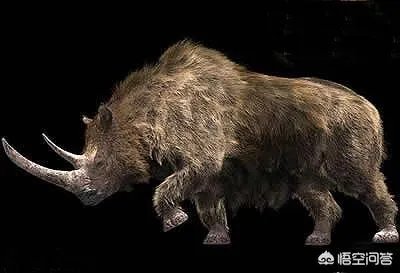 同在一个星球生存，史前动物的体型为什么都很巨大？例如：恐龙？