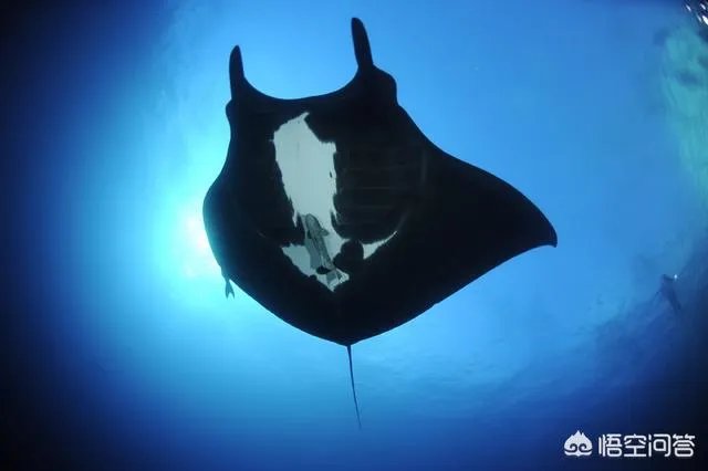 劳力士绿水鬼报价10万，到底要不要入手？