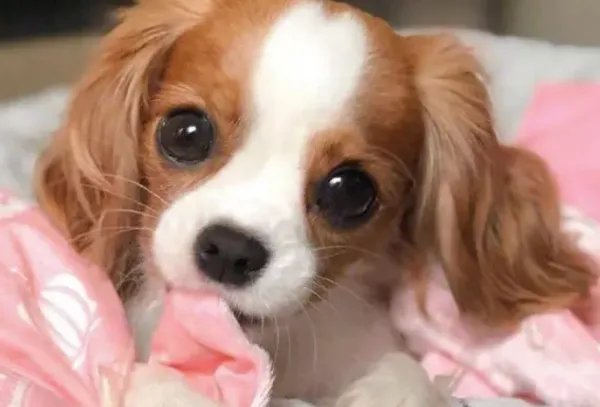 世界十大名犬排名图片