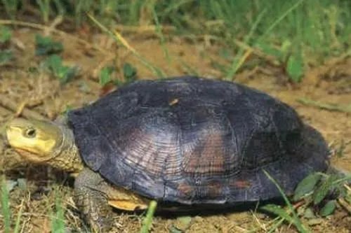 乌龟品种价格哪个最贵？