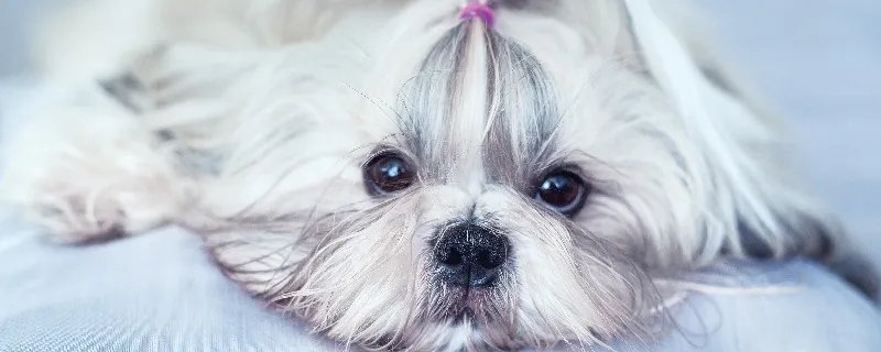 狗怕打雷闪电浑身发抖怎么办 狗狗一直呜呜叫是怎么回事