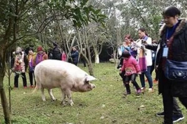 国庆多名游客探望13岁猪坚强，它的生活如何？